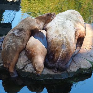 Steller's sea lions (Eumetopias jubatus), 2021-09-02