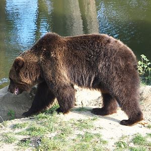 Eurasian brown bear (Ursus arctos arctos), 2021-09-02