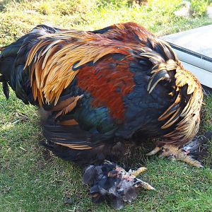 Brahma rooster (Gallus gallus domesticus), 2021-09-02