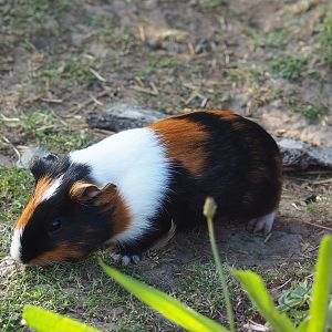 Domestic guinea pig (Cavia porcellus), 2021-09-02