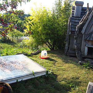 Domestic chicken and Domestic guinea pig exhibit, 2021-09-02