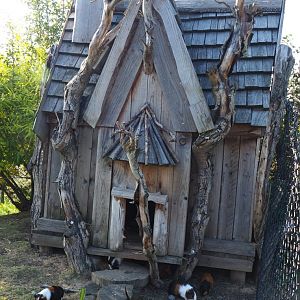 Chicken and guinea pig coop, 2021-09-02