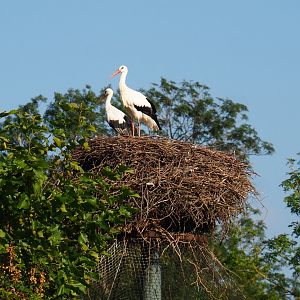 European white stork nest on top of one of the raptor aviaries, 2021-09-02