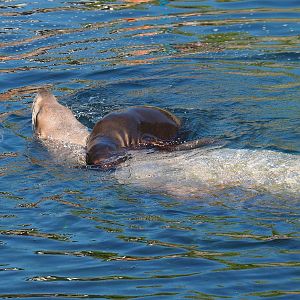 Steller's sea lions, mother and pup (Eumetopias jubatus), 2021-09-03