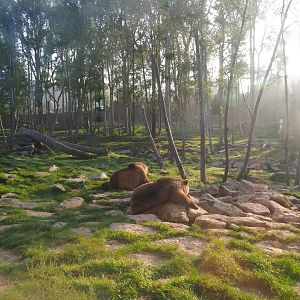 Eurasian brown bear and Eurasian wolf exhibit seen from the viewing cave, 2021-09-03