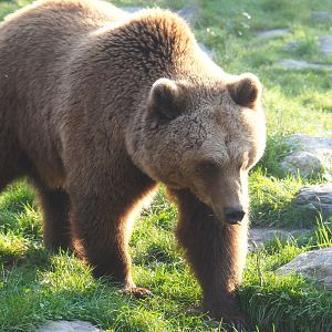 Eurasian brown bear (Ursus arctos arctos), 2021-09-03