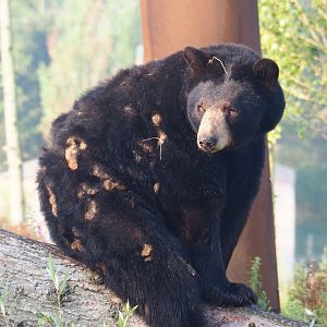 American black bear (Ursus americanus), 2021-09-03
