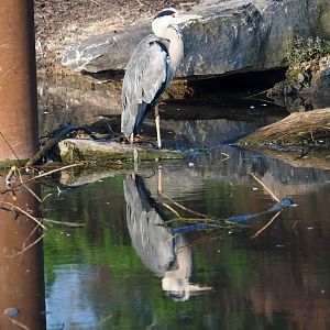 Wild Grey heron (Ardea cinerea), 2021-09-03