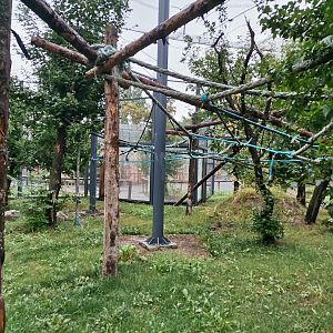 Lion-tailed Macaque new exhibit