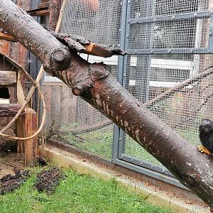 Golden-handed Tamarin