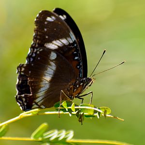 Common Eggfly (Hypolimnas bolina)