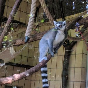 Ring tailed Lemur