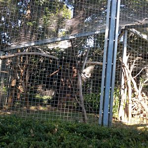 Ring tailed Lemur Enclosure
