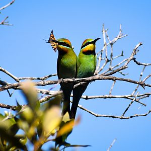 Rainbow Bee Eaters and Australian Painted Lady