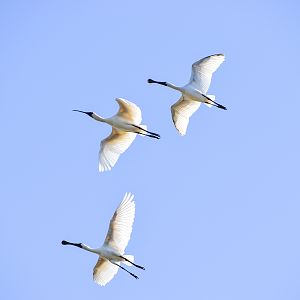 Royal Spoonbills (Platalea regia)