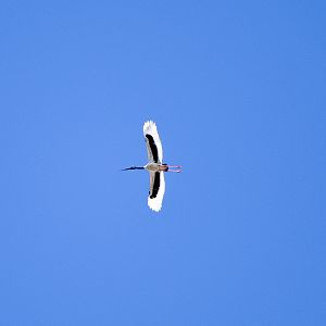 Black-necked Stork (Ephippiorhynchus asiaticus)