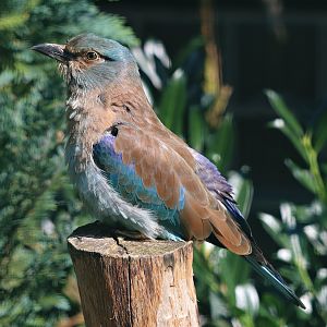 European roller (Coracias garrulus) - Fasanerie