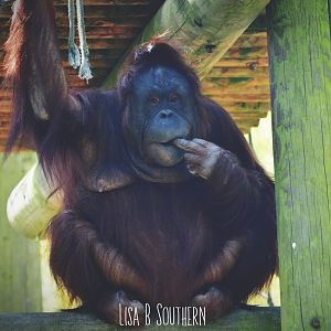 orangutan