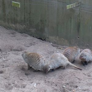 Banded Mongooses