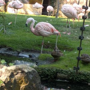 Chilean Flamingo
