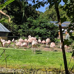 Chilean Flamingo Enclosure