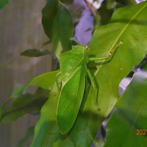 Lanyu Giant Katydid (Phyllophorina kotoshoensis)