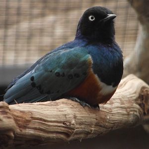 Superb Starling - Zooparc de Beauval - 04/2013