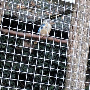 Blue Winged Kookaburra