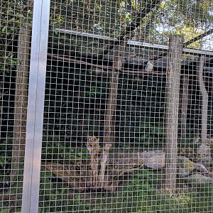 Blue Winged Kookaburra Enclosure