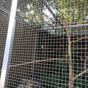 Australian Magpie Enclosure