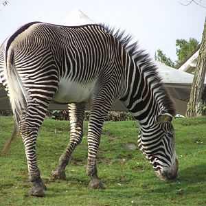 Grévy's Zebra - Zooparc de Beauval - 11/2017
