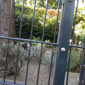 Mediterranean Tortoise Enclosure