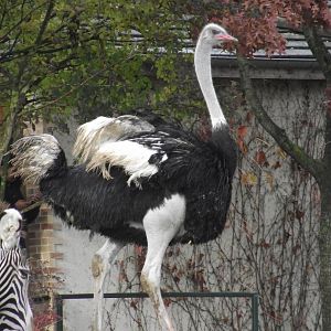Common Ostrich - Zooparc de Beauval - 11/2017