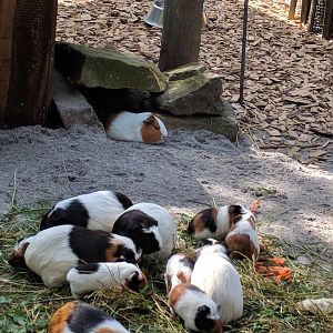 Domestic Guinea Pigs