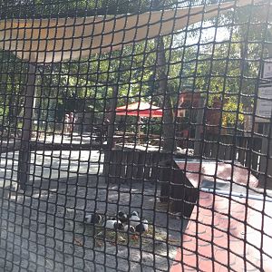 Domestic Guinea Pig Enclosure