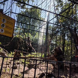 White Naped Mangabeys