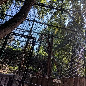 White Naped Mangabey Enclosure