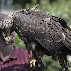 Bald eagle in falconry show