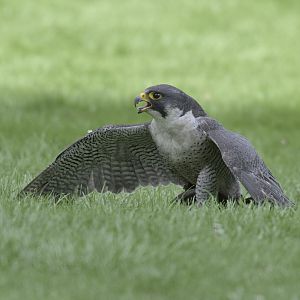 Peregrine in falconry show