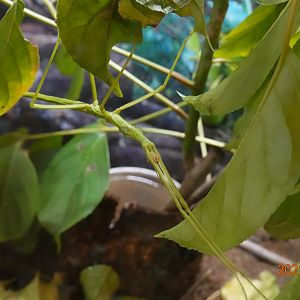 Lanyu Giant Walking Stick (Phasmotaenia lanyuhensis)