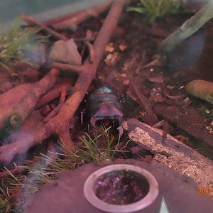 Formosan Long-fanged Stag Beetle (Dorcus schenklingi)