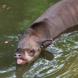 South American tapir