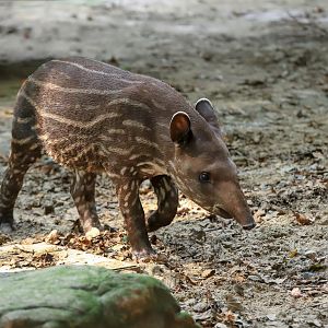 Baby Tapir