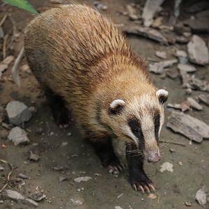 Northern hog badger