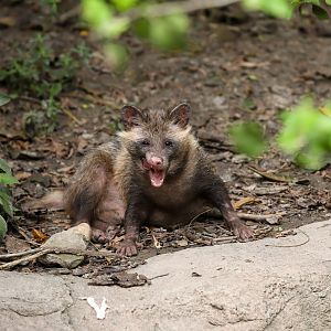 Raccoon dog