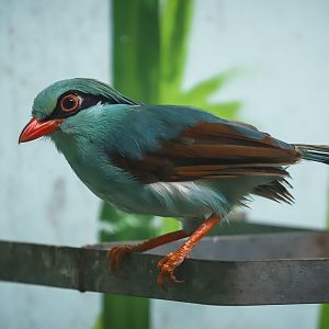 Indochinese Green Magpie