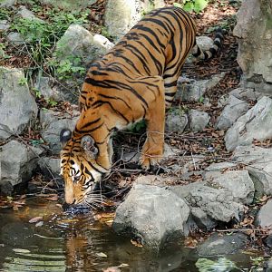 South China tiger