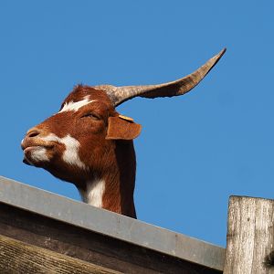 Girgentana goat (Capra aegagrus hircus), 2021-09-02