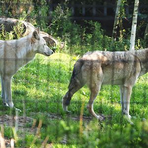 Mackenzie valley wolves (Canis lupus occidentalis), 2021-09-02