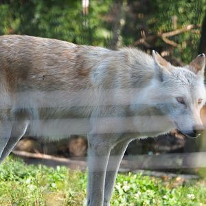 Mackenzie valley wolf (Canis lupus occidentalis), 2021-09-02